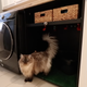 Imagen para el artículo titulado Esta mujer creó un sistema de inteligencia artificial para monitorear la caca de su gato